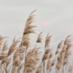 Meet your Posher, Thian